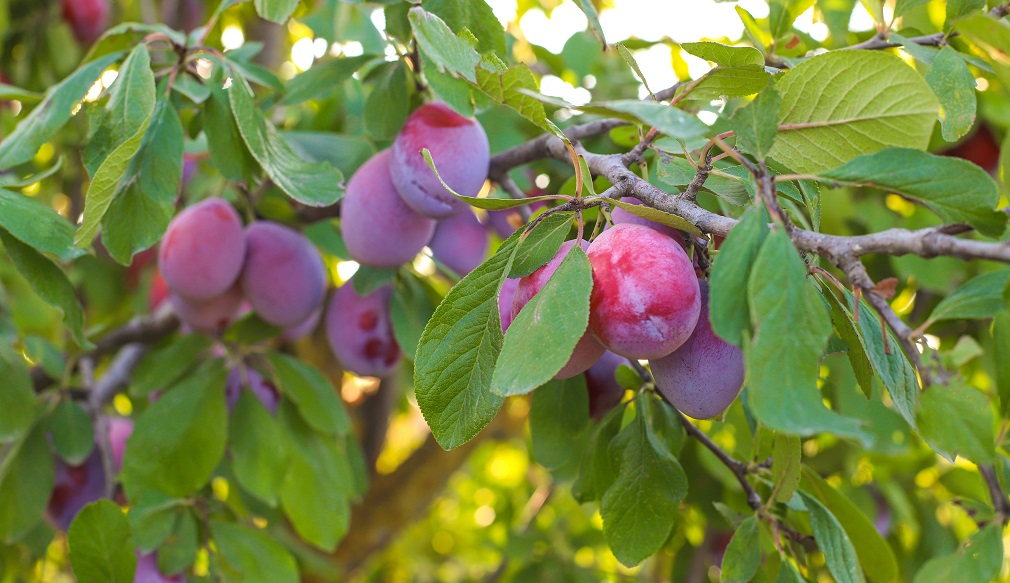 Plum branch with juicy fruits ,sunlight,plum garden.