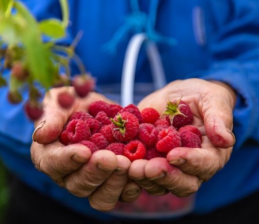 Ukrajinske maline dostižu rekordne cene zbog manjeg roda