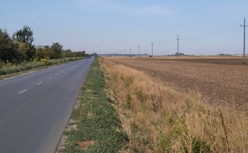 Više od 2.000 sadnica za novi vetrozaštitni pojas u Adi