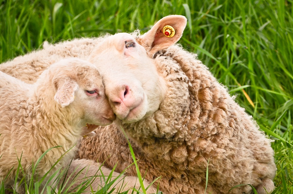 Za 1.500 ovaca obezbeđeno 650.000 KM