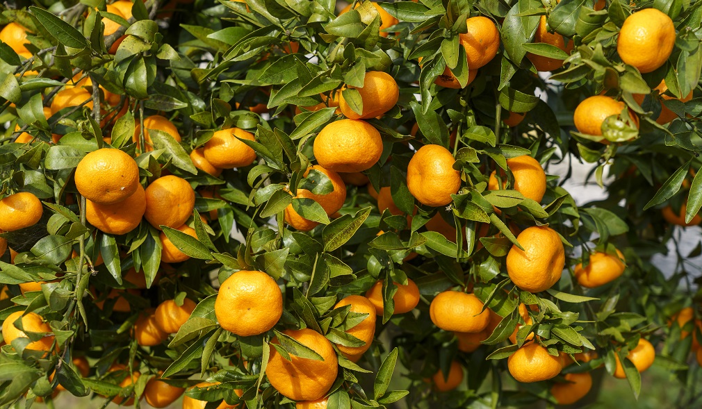 Hrvatski proizvođači mandarina na ivici odustajanja (1)
